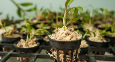 Cytokininová pasta - jak používat pro orchideje